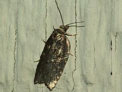 Tortricid Moth